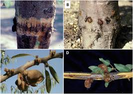These fixtures can have several problems over time. Ecology And Epidemiology Of Diseases Of Nut Crops And Olives Caused By Botryosphaeriaceae Fungi In California And Spain Plant Disease