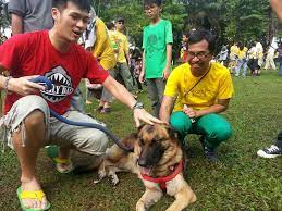 The i want to touch a dog event, held in central park in petaling jaya, attempted to dispel myths about canine cleanliness. I Want To Touch A Dog Event Organiser Gets Overwhelming Support From Moderate Muslims