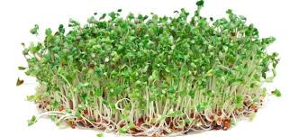 The Insane Health Benefits Of Broccoli Sprouts And How To Grow Them Steemit