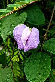 Image result for Vigna unguiculata