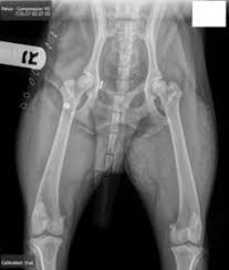 Symptoms typically include pain and an inability to move the hip. Coxofemoral Luxation Diagnosis And Reduction Upstatevet Com