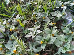 We did not find results for: 51 Gambar Bunga Matahari Kecil Hd Gambar Pixabay