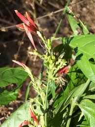 Image result for Justicia niassensis