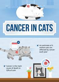 To prevent the growth 2. Cancer In Cats Causes Symptoms Treatments Canna Pet