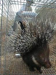 Animals are a major feature of owo bot. Indian Crested Porcupine Wikipedia