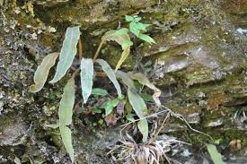 Image result for Elaphoglossum