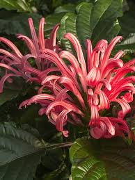 Image result for Justicia scandens