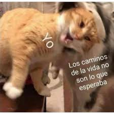 En 1956 ricœur consiguió la cátedra de filosofía general en la sorbona. Gatitos Chidos 3 Stickers For Whatsapp