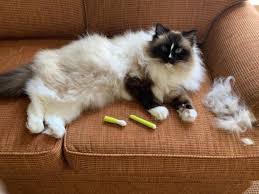 You can take them to professional pet groomers for a comb. What Is Matted Fur Causes And How Stop It