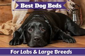 A dog bed can be a great place for your dog to curl up and relax or take a nap. Best Dog Beds For Large Dogs And For Labs Reviewed Updated 2020