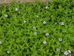 Image result for Vandellia humilis