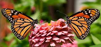 Liangzhu Romeo Y Julieta De Oriente Danaus Plexippus Imagenes De Mariposas Mariposas Bonitas
