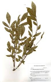 Image result for Philenoptera bussei