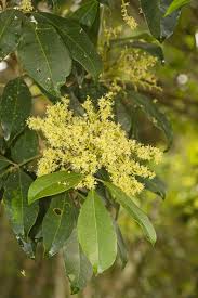 Image result for Vepris rogersii