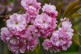Image result for Prunus serrulata