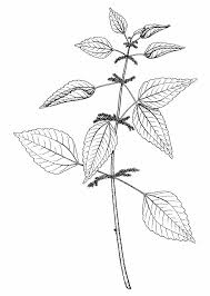 Image result for Pilea johnstonii