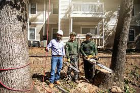 Removing an extremely tall tree over 80 feet tall costs $1,000 to $2,000. Tree Removal Atlanta Tree Trimming In Atlanta Ga Sesmas Tree Service