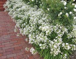 Check spelling or type a new query. Forever Gardens Full Of Flowers Anthony Tesselaar Plants