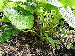 ワサビ Wikipedia