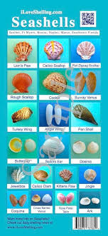 Seashell Identification Guide To Southwest Florida Shells