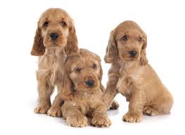 Browse thru our id verified puppy for sale listings to find your perfect puppy in your area. The Cost To Own An English Cocker Spaniel With Calculator Petbudget Pet Costs Saving Tips