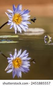 Image result for Philyrophyllum schinzii