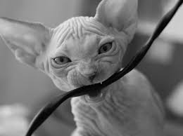 Here are a couple of awesome tips to prevent your cat from chewing you out of house and home. How To Stop Cats From Chewing On Cords Recommendations From Experts
