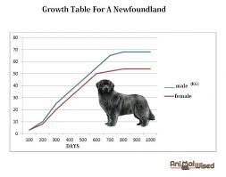 Newfoundland Dog Weight Chart Www Bedowntowndaytona Com