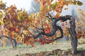 Dec 15, 2018 · pruning is one of the most important factors in grape production. How Much Wine Does A Vine Produce Ask Decanter