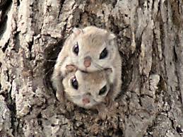 The japanese dwarf flying squirrel is one of two species of old world flying squirrels in the genus pteromys. Round And Insanely Adorable Japanese Dwarf Flying Squirrel I Can Has Cheezburger