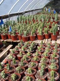 Bach's greenhouse and cactus nursery. Fantastic Cactus Nursery Review Of Bach S Greenhouse And Cactus Nursery Tucson Az Tripadvisor