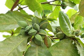 Image result for Combretaceae