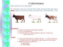 The important part is that the offspring with express each allele independently, such as having spots of one color, then spots of another color. Codomiance In Genetics Refers To Inheritance Of Roan Coat In Cattle Is An Example Of Class 12 Biology Cbse Both Codominant Alleles Are Shown With Upper Case Letters In Genetic Diagrams But