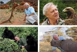 Sir david, 92, said human encroachment on to what was once animal territory must be reversed to allow threatened species to survive. David Attenborough 3 Animals Nature Combo Image Macau Business