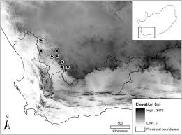 Image result for Emilia transvaalensis