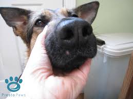 If Your Dog S Nose Is Particularly Runny However Or There Is Bleeding Discharge Or A Change In Color It S Time For A Trip To The Vet Yo Your Dog Pets Dogs