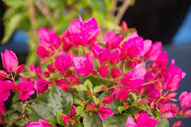 Image result for Bougainvillea sp. cultivar