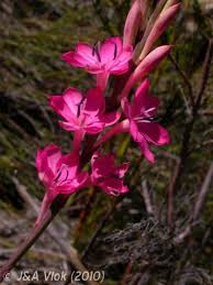Image result for Watsonia