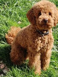 Poodle Kanis Toy Poodle Puppies Toy Poodle Poodle Puppy