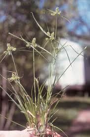 Image result for Cyperus amauropus