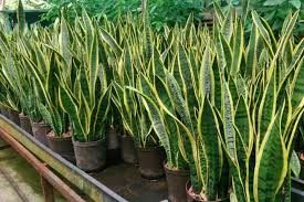 This allows you to get cleaner air to ward off allergens that might. 6 Plants That Give Oxygen At Night And Day Time Indoor Outdoor Plants