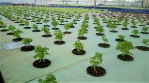 Sustainable Farming Through Commercial Aquaponics Agriculture Post