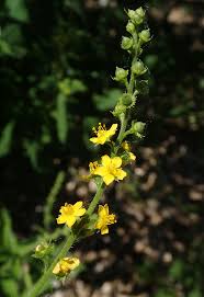 Image result for Agrimonia