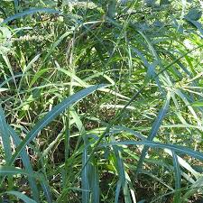 Image result for Rottboellia