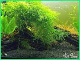 Ikan hias air tawar yang dimasukkan ke dalam akuarium aquascaping tidak dapat sembarangan, karena berkaitan dengan sifat dan cara makan ikan tersebut. Pin Di Ikan