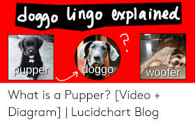 Doggo Ingo Explained Doggo Puppe Woofer What Is A Pupper