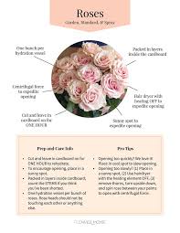 Bark.com has been visited by 10k+ users in the past month Diy Wedding Flower Care Fresh Flowers For Weddings Diy Wedding Flowers Flower Care Wedding Flower Packages