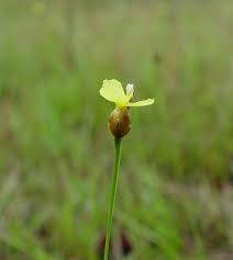 Image result for Xyris parvula