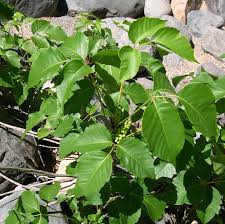 Image result for Antrocaryon nannanii