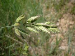Image result for Bromus leptoclados